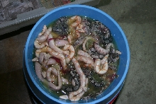 bowl of boas 2
