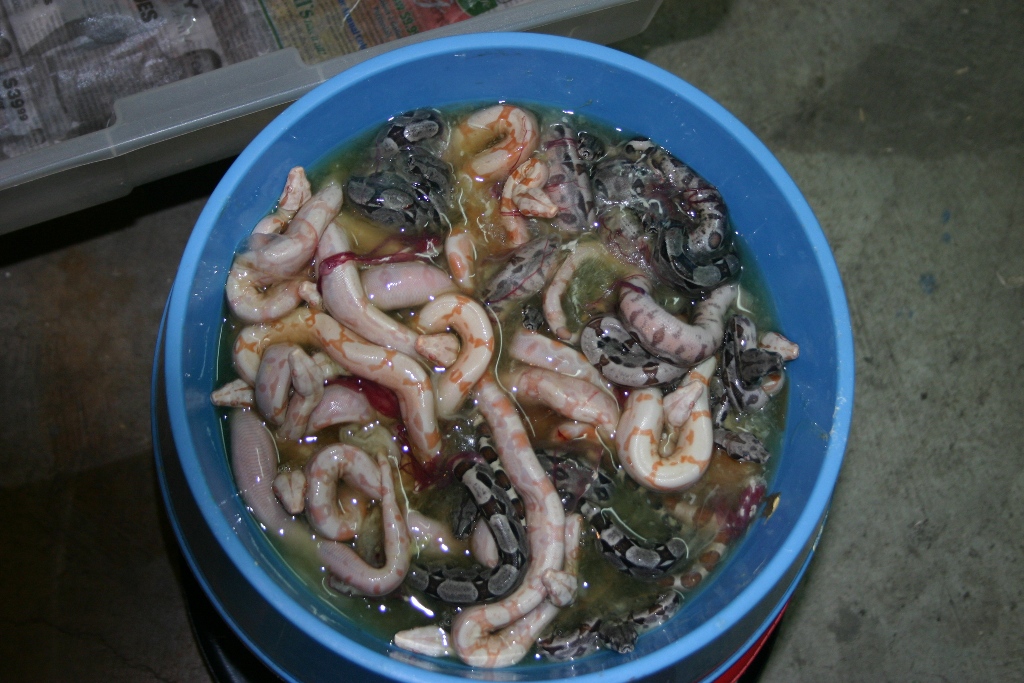 bowl of boas 2