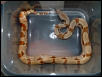 2001 Salmon Het. for Albino