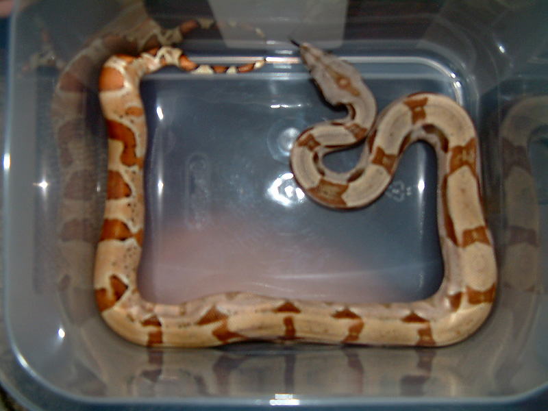 2001 Salmon Het. for Albino