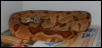 F3 Hypo. Boa 2001 male