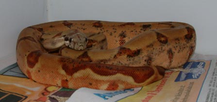 F3 Hypo. Boa 2001 male