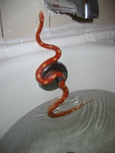 Bathing day