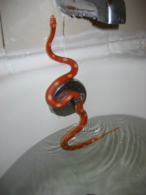 Bathing day