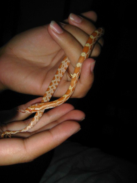 Creamsicle corn