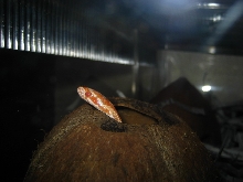 peek a boo