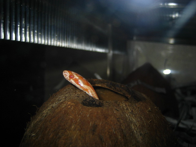 peek a boo