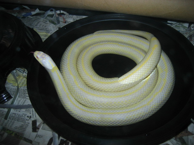 Striped albino