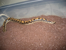 kenyan sand boa