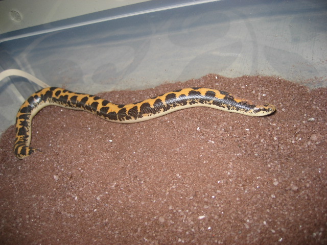kenyan sand boa