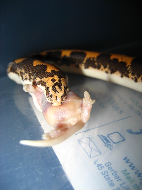 kenyan sand boa