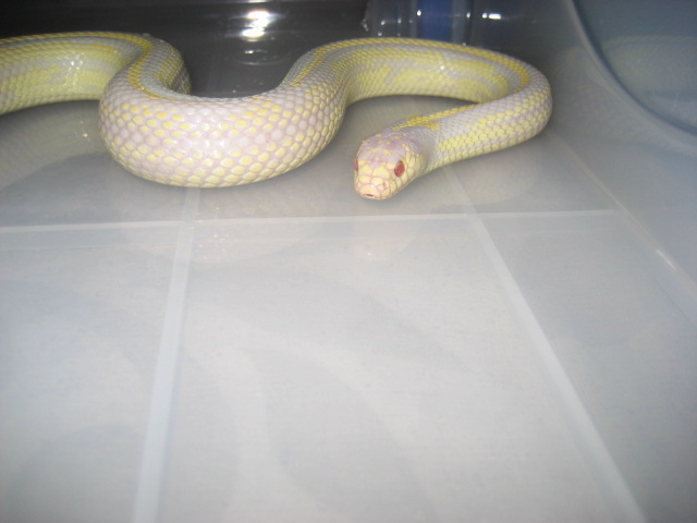 A.striped king
