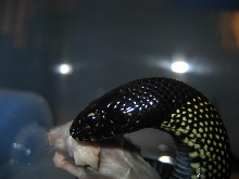 Close-Up