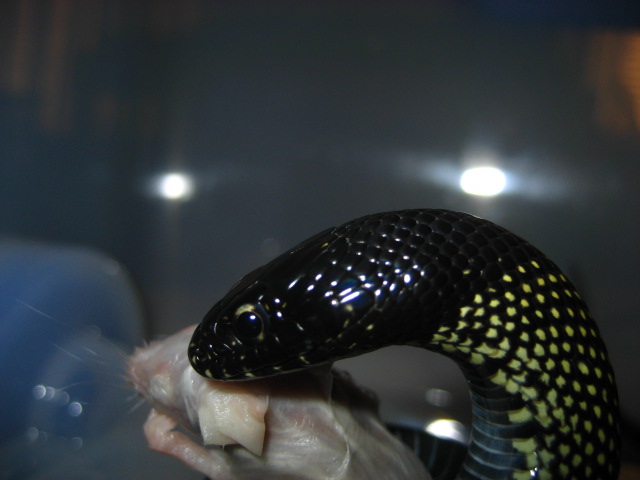Close-Up