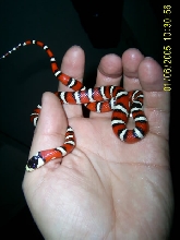 arizona mountain kingsnake