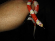 albino nelsons