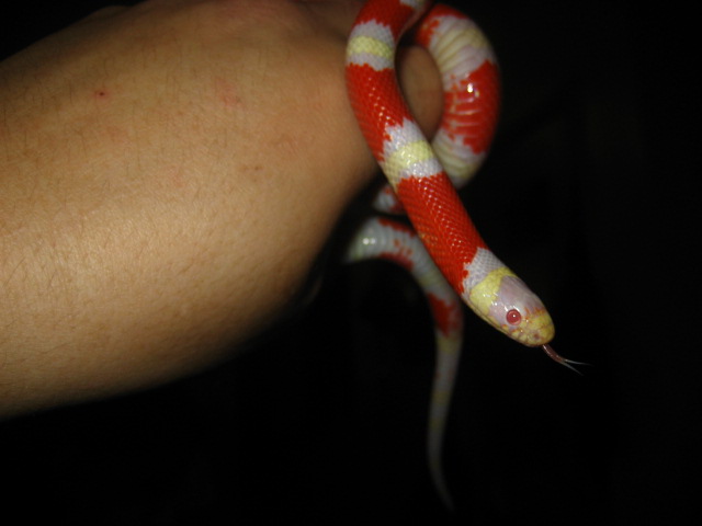 albino nelsons