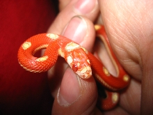 sinacorn