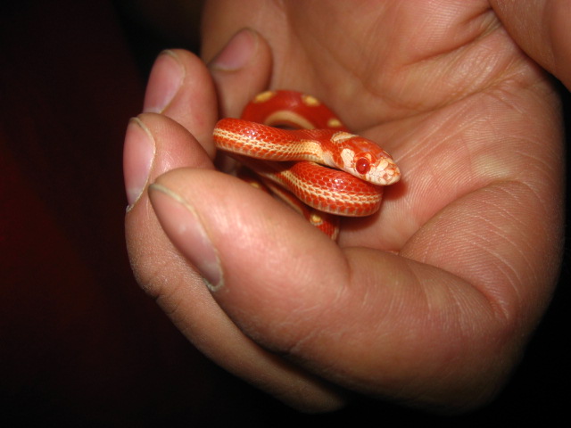 sinacorn