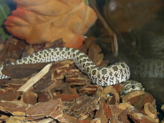western hognose