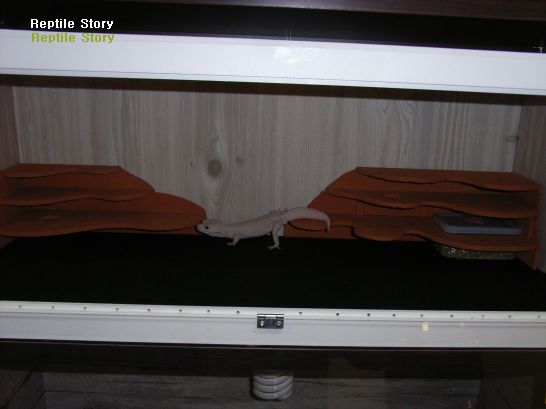 leopard gecko hide.
