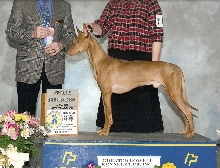Tavi New Champion