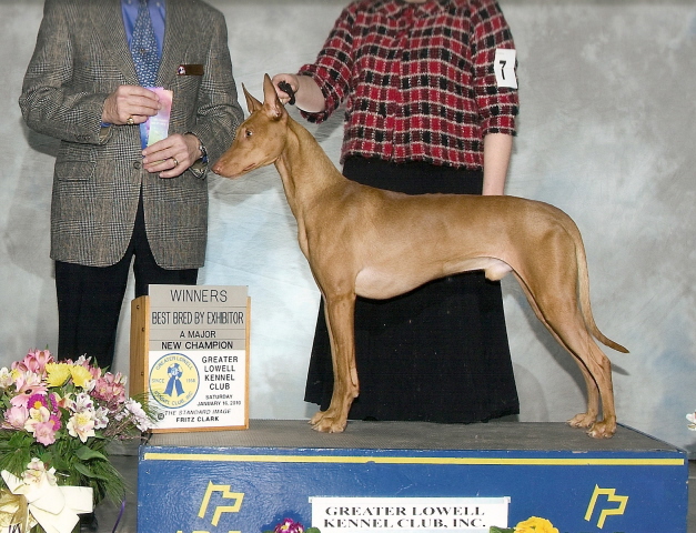 Tavi New Champion