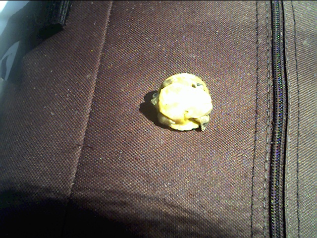 yellow paint3