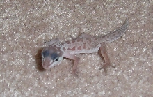 WoB the Gecko1