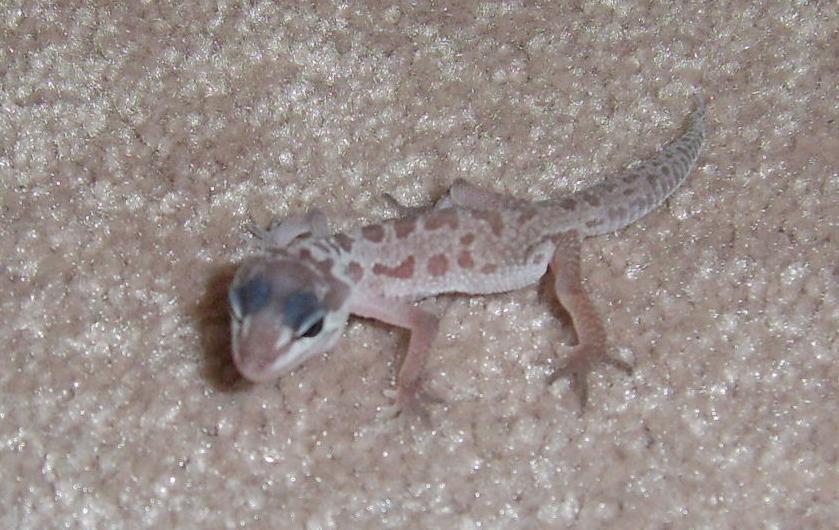 WoB the Gecko1