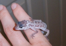 WoB the Gecko2