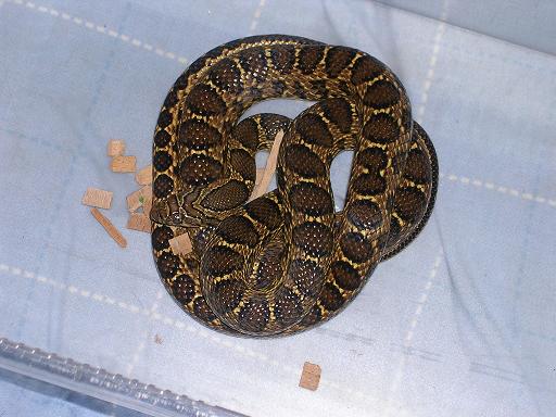 Female horsehoe whipsnake