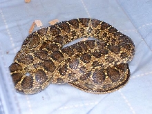 Female Horseshoe whipsnake