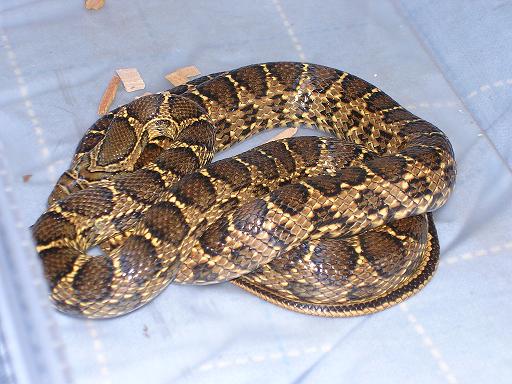 Female Horseshoe whipsnake