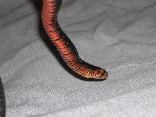 male indigo