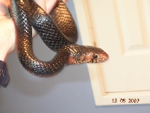 Male Eastern