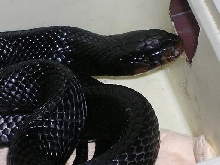 Female Eastern