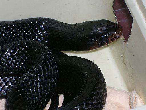 Female Eastern