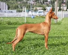 Izzie 5,5 months old
