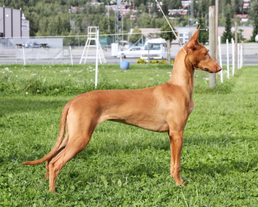 Izzie 5,5 months old