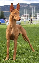Izzie 5,5 months old. front
