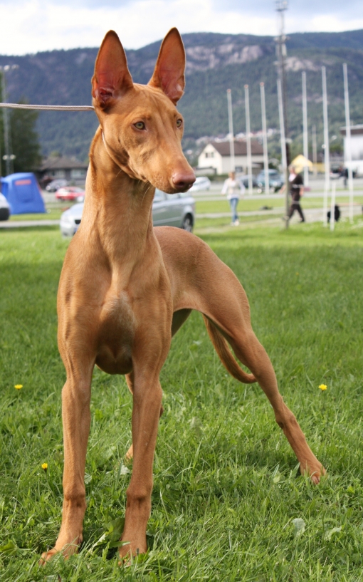 Izzie 5,5 months old. front
