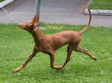 Izzie on the move, 4 1/2 months old.