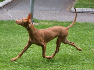 Izzie on the move, 4 1/2 months old.