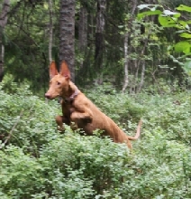 Izzie catching butterflies.