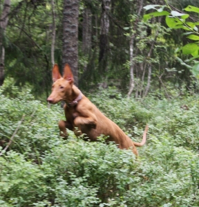 Izzie catching butterflies.