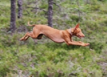 Izzie stretching her legs in the woods.