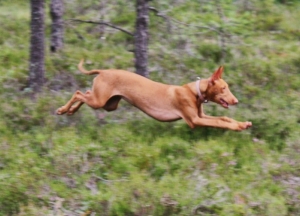 Izzie stretching her legs in the woods.