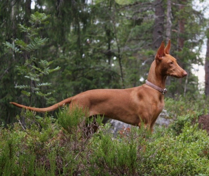 Izzie in the woods 4 1/2 months old.