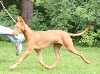 Izzie on the move 4 1/2 months old